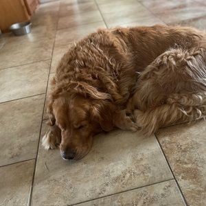 Meet your Posher, Abby